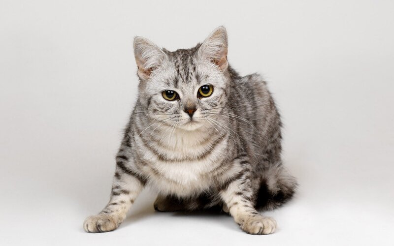 Silver Tabby Cat — Gray, Calm, Photograph