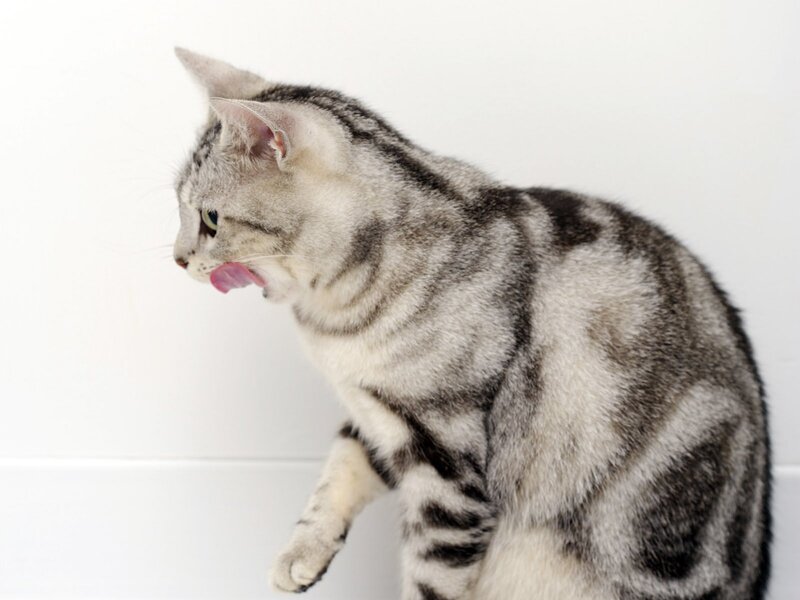 Silver Tabby Cat — Gray, Calm, Photograph, Tongue