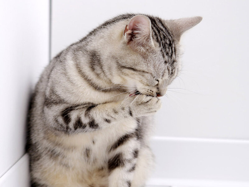 Silver Tabby Cat — Gray, Calm, Photograph, Wall
