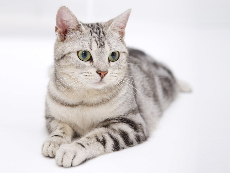 Silver Tabby Cat — Gray, Calm, Photograph, Whiskers, Green Eyes