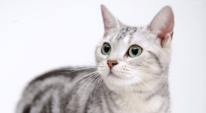 Silver Tabby Cat — Gray, Calm, Photograph, Whiskers, Green Eyes, White Background