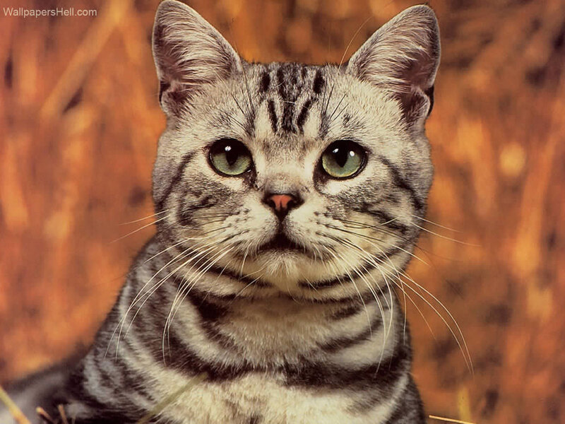 Silver Tabby Cat — Gray, Calm, Photograph, Whiskers, Green Eyes, Wooden Background