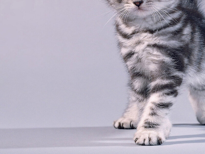 Silver Tabby Cat — Gray, Calm, Photograph, Whiskers, Paws