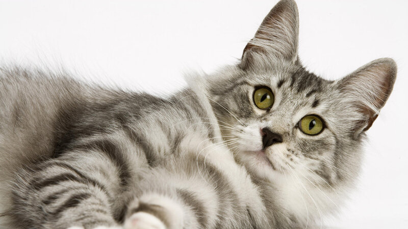 Silver Tabby Cat — Gray, Calm, Photograph, Whiskers