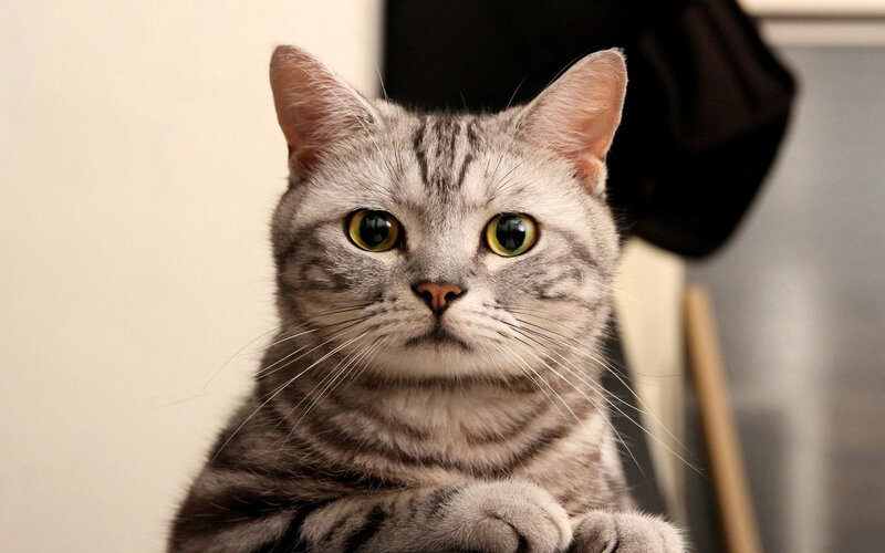 Silver Tabby Cat — Gray, Calm, Photograph, Whiskers, Yellow Eyes, Paws