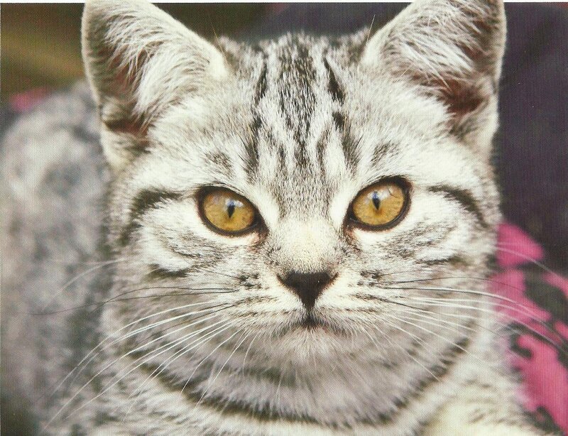 Silver Tabby Cat — Gray, Calm, Photograph, Whiskers, Yellow Eyes