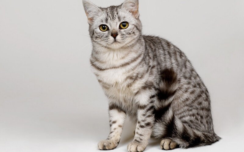 Silver Tabby Cat — Gray, Calm, Photograph, White Background