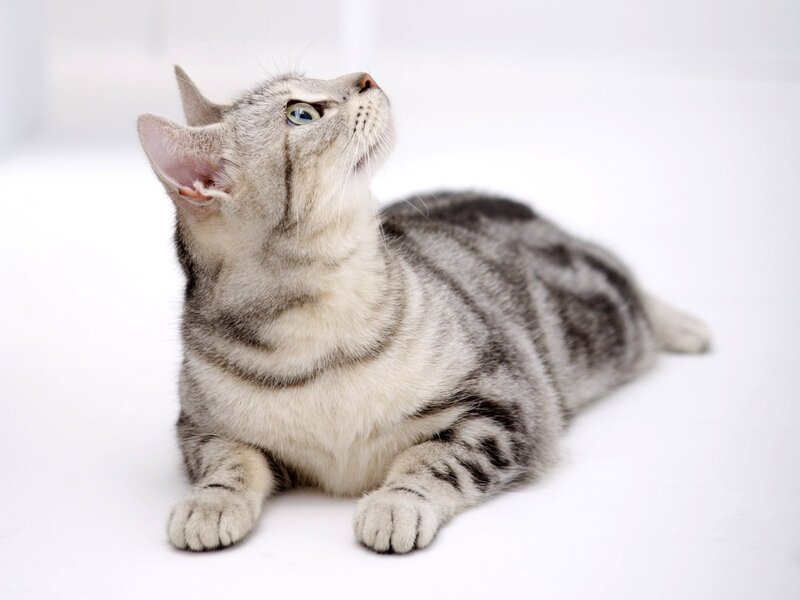 Silver Tabby Cat — Gray, Calm, Photograph, White Floor