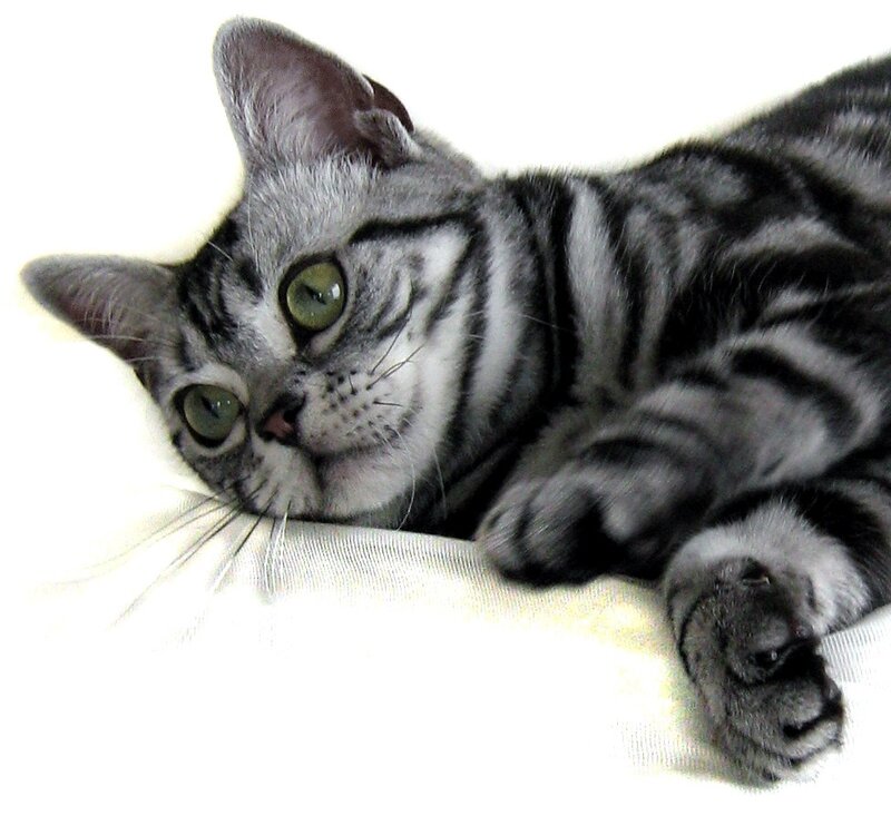 Silver Tabby Cat — Gray, Calm, Photograph, White Surface