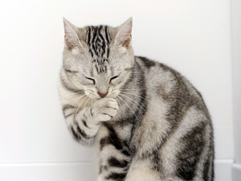 Silver Tabby Cat — Gray, Calm, Photograph, White Wall