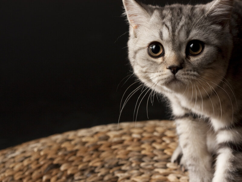 Silver Tabby Cat — Gray, Calm, Photograph, Woven Mat