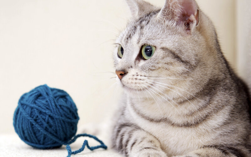 Silver Tabby Cat — Gray, Calm, Photograph, Yarn Ball