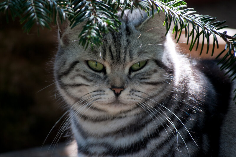 Silver Tabby Cat — Gray, Calm