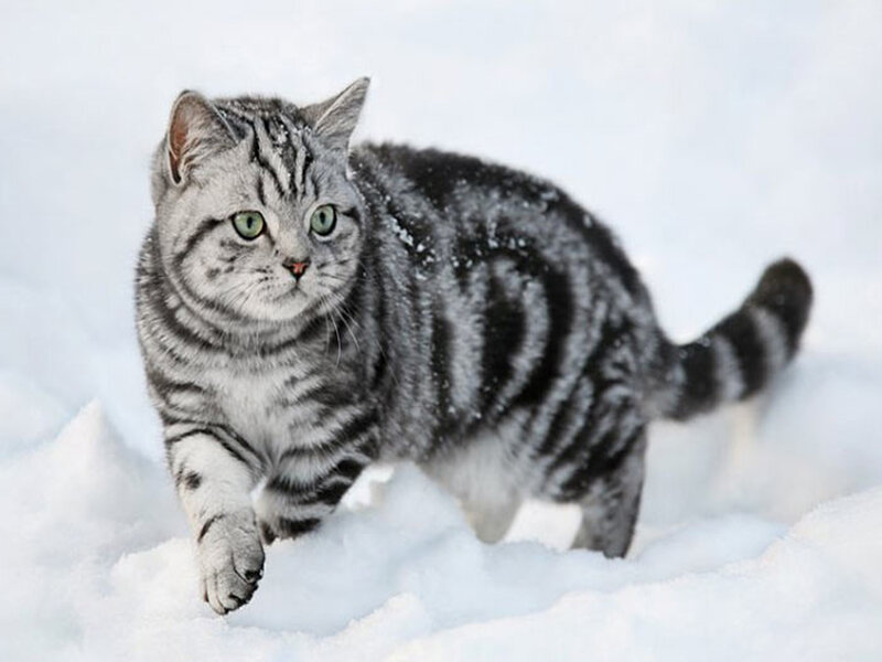 Silver Tabby Cat — Gray, Calm, Winter, Photograph