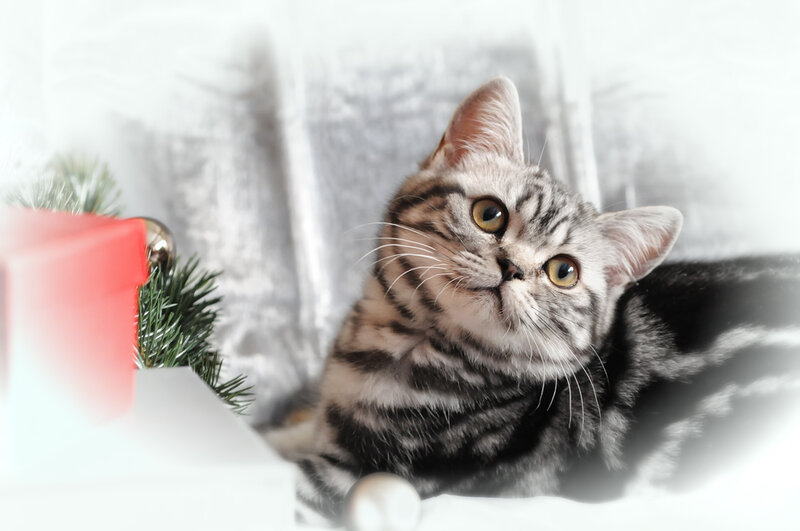 Silver Tabby Cat — Gray, Calm, Winter