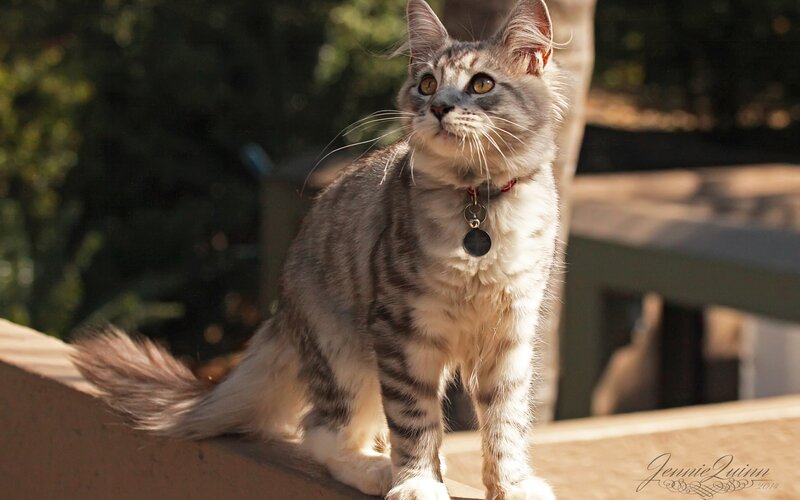 Silver Tabby Cat — Gray, Curious, Afternoon