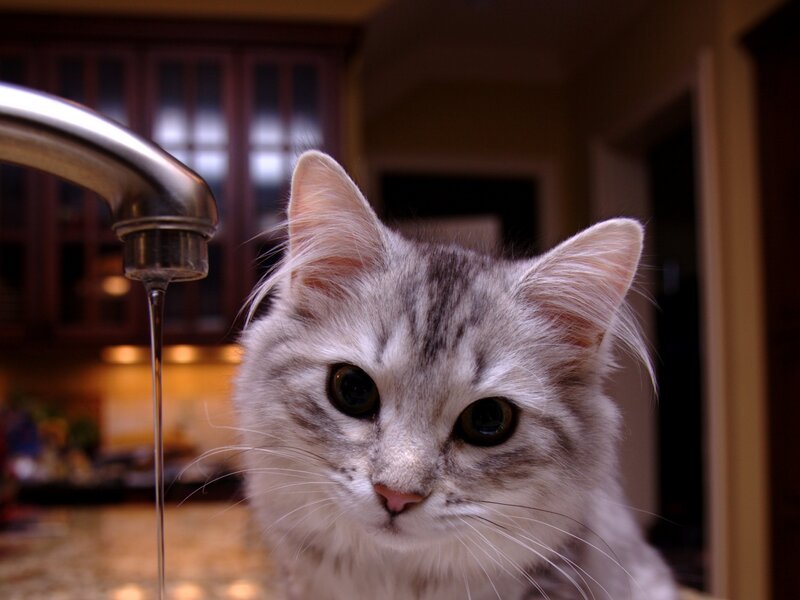 Silver Tabby Cat — Gray, Curious, Night