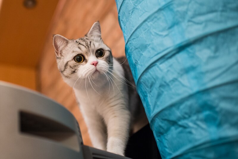 Silver Tabby Cat — Gray, Curious, Photograph, Blue Tunnel