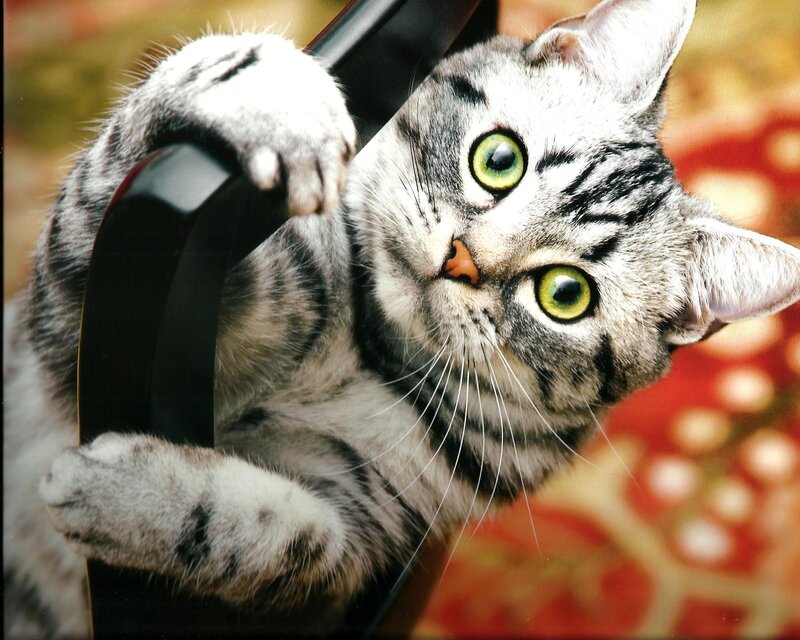 Silver Tabby Cat — Gray, Curious, Photograph, Chair