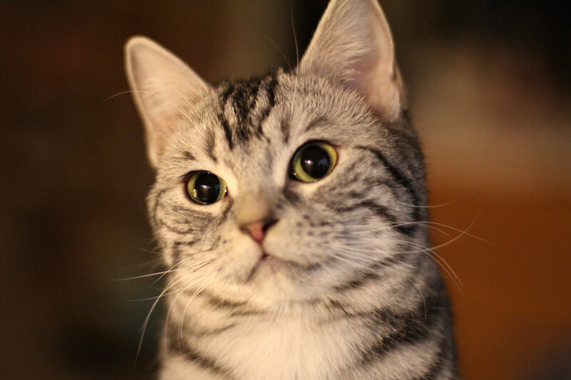 Silver Tabby Cat — Gray, Curious, Photograph, Ears