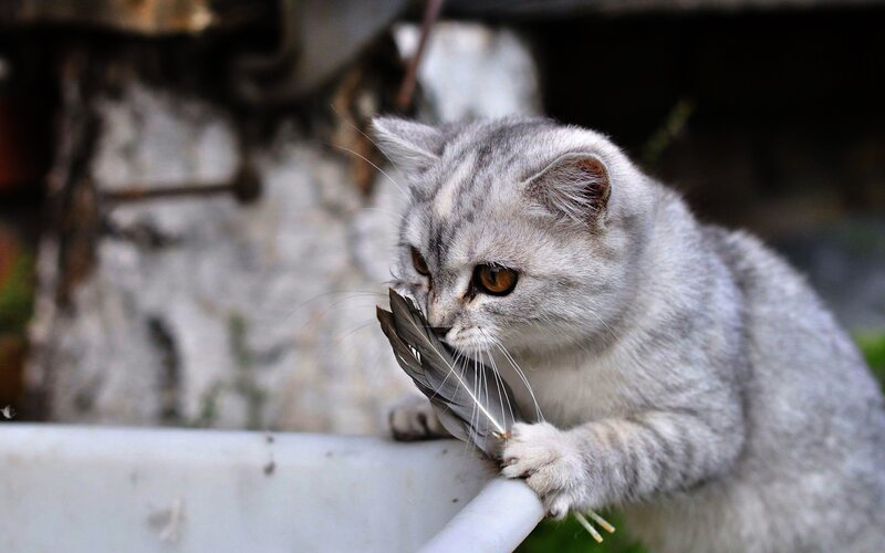 Silver Tabby Cat — Gray, Curious, Photograph, Feather, Pipe