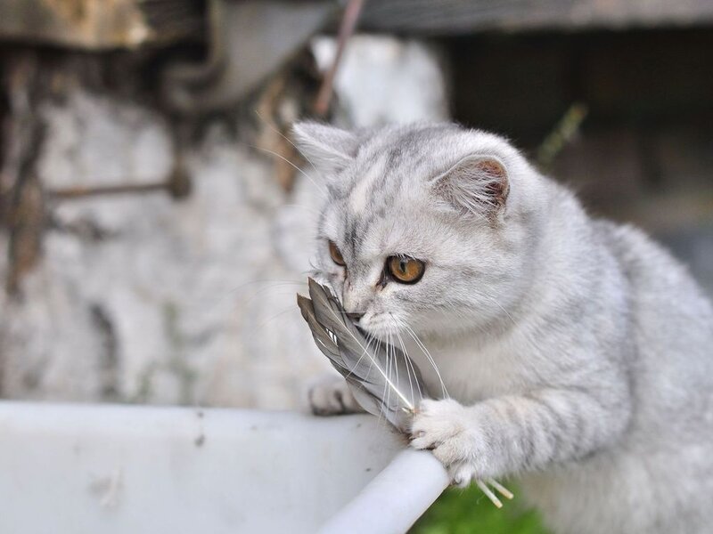 Silver Tabby Cat — Gray, Curious, Photograph, Feather