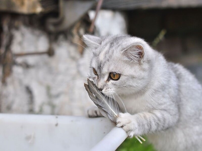 Silver Tabby Cat — Gray, Curious, Photograph, Feather, Wall