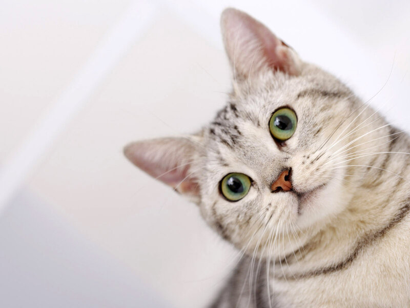 Silver Tabby Cat — Gray, Curious, Photograph, Green Eyes