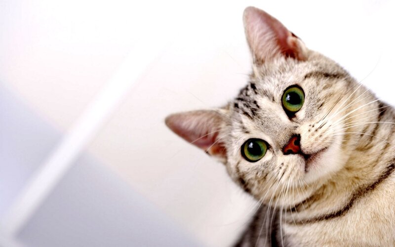 Silver Tabby Cat — Gray, Curious, Photograph, Green Eyes, Whiskers
