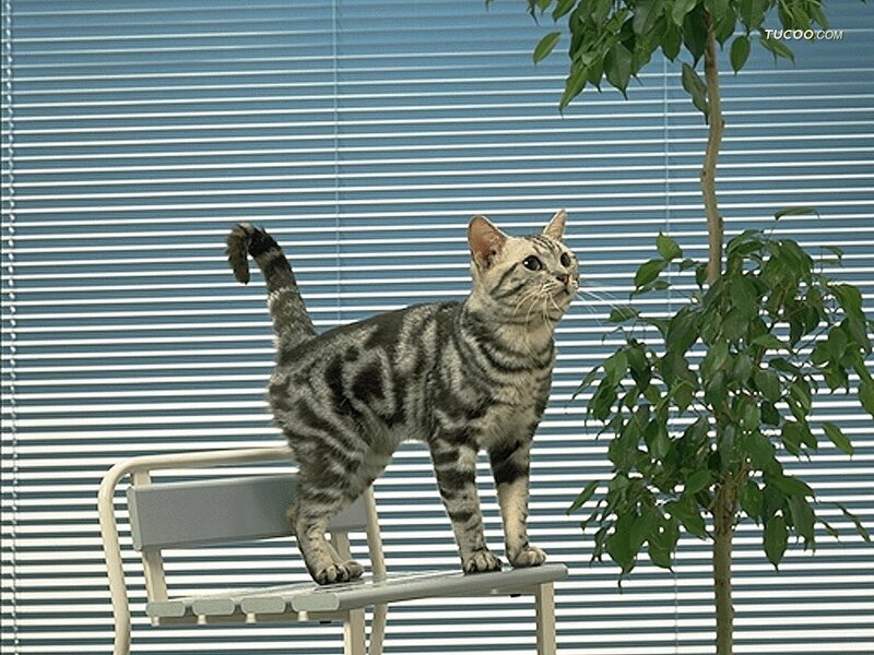 Silver Tabby Cat — Gray, Curious, Photograph