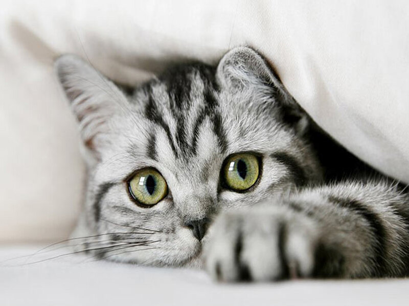 Silver Tabby Cat — Gray, Curious