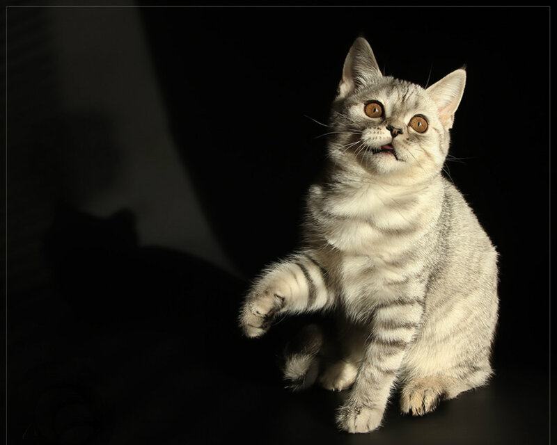 Silver Tabby Cat — Gray, Dramatic, Photograph, Dark Background