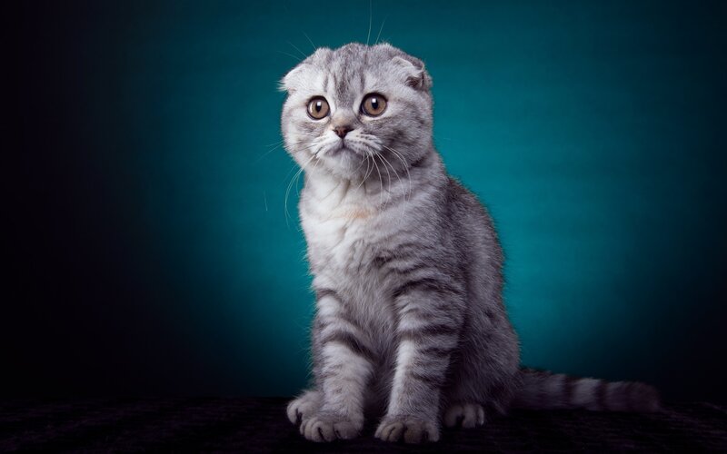Silver Tabby Cat — Gray, Dramatic, Photograph, Whiskers