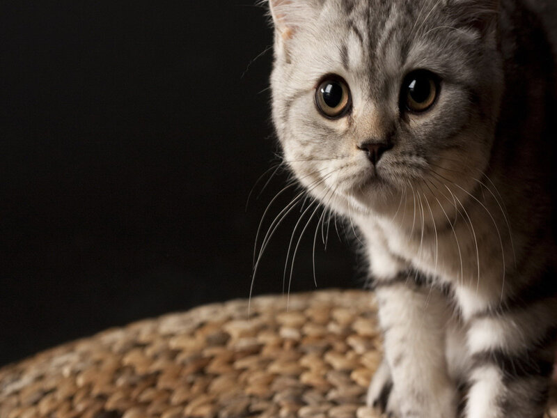 Silver Tabby Cat — Gray, Dramatic, Photograph, Woven Surface
