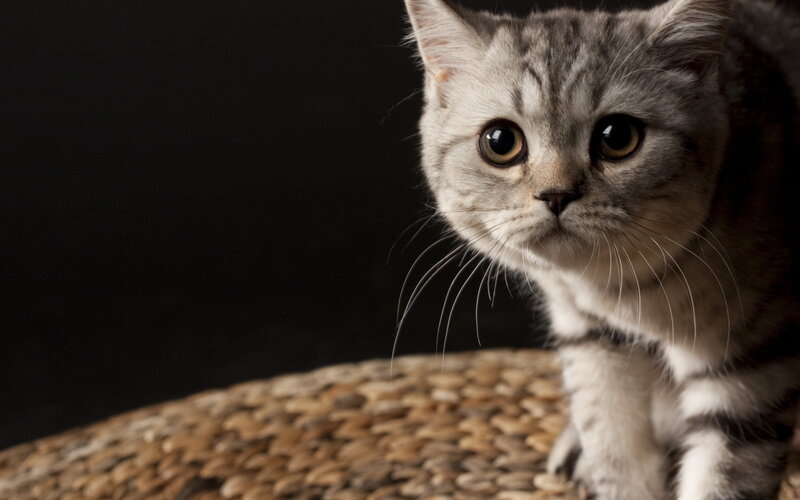 Silver Tabby Cat — Gray, Dramatic