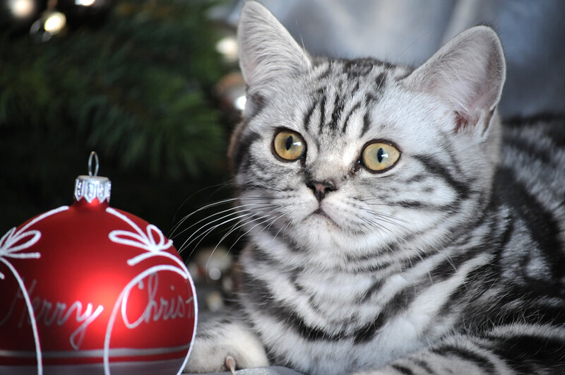 Silver Tabby Cat — Gray, Festive
