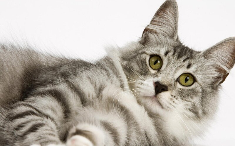 Silver Tabby Cat — Gray, Green Eyes