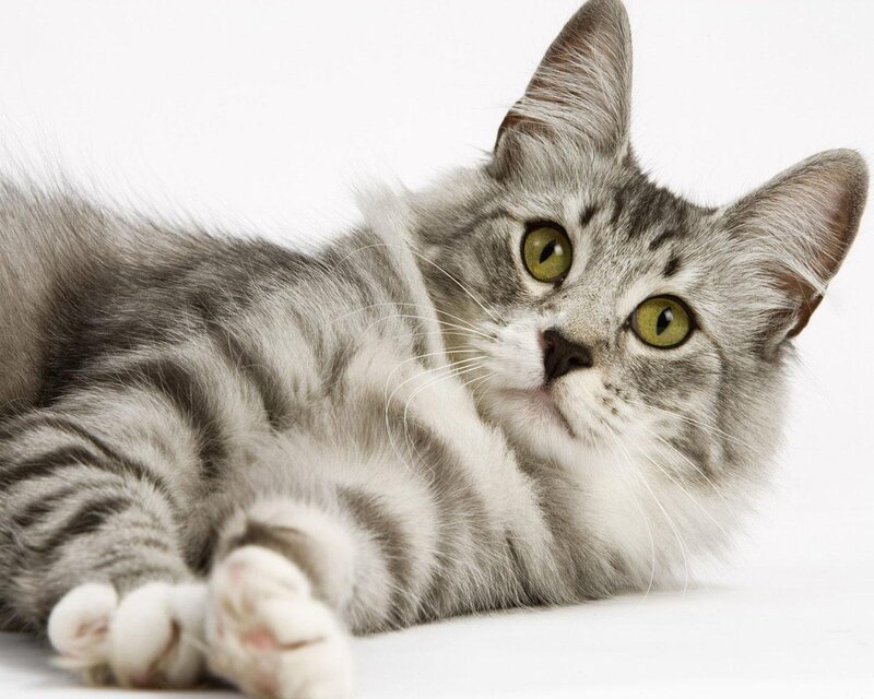 Silver Tabby Cat — Gray, Green