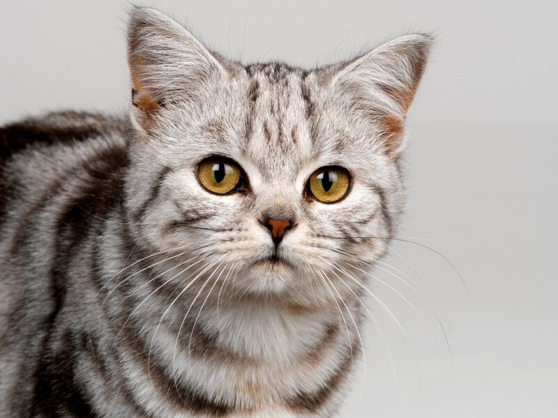 Silver Tabby Cat — Gray, Neutral, Photograph, Eyes