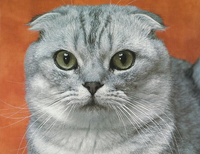 Silver Tabby Cat — Gray, Neutral, Photograph, Orange Background