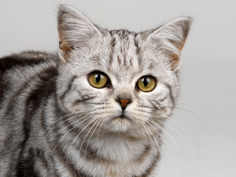 Silver Tabby Cat — Gray, Neutral, Photograph