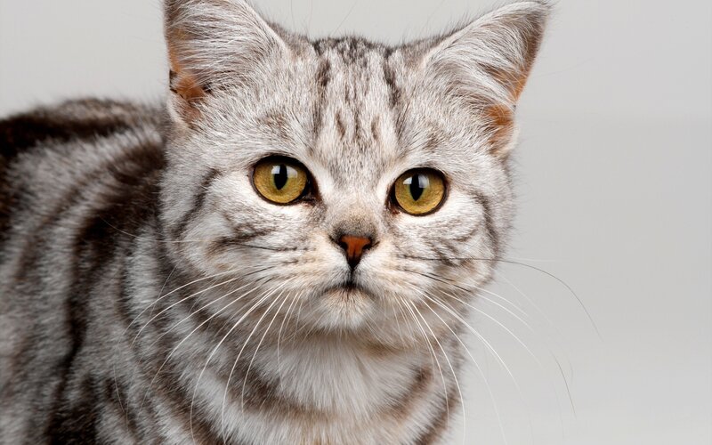 Silver Tabby Cat — Gray, Neutral, Photograph, Whiskers