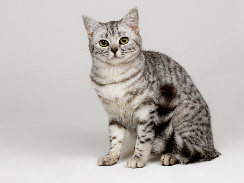 Silver Tabby Cat — Gray, Neutral, Photograph, White Background
