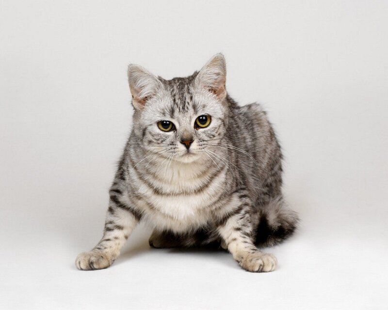 Silver Tabby Cat — Gray, Neutral, Photograph, White Background, White, Yellow