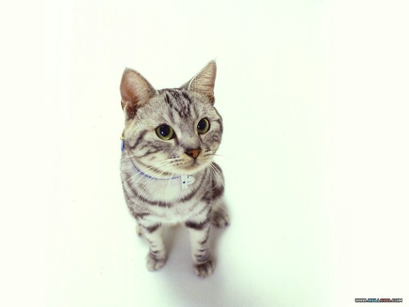 Silver Tabby Cat — Gray, Neutral