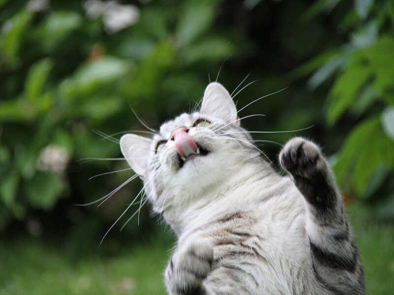 Silver Tabby Cat — Gray, Playful, Afternoon