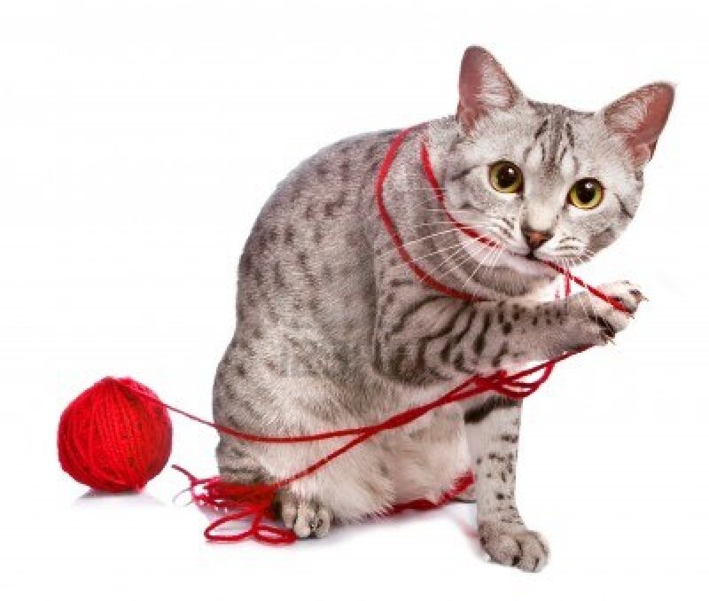 Silver Tabby Cat — Gray, Playful, Photograph, Red Yarn