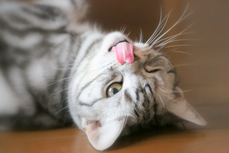 Silver Tabby Cat — Gray, Playful, Photograph