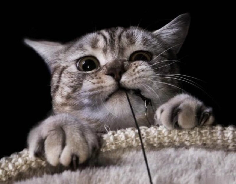 Silver Tabby Cat — Gray, Playful