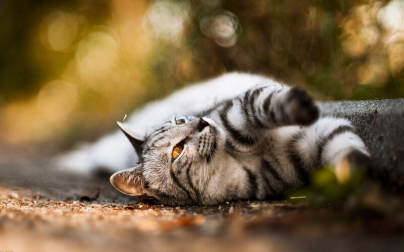Silver Tabby Cat — Gray, Relaxed, Afternoon, Photograph